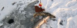 Щука зимой