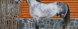 Орловский рысак