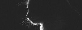 Очертание кота