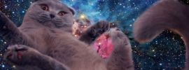 Кот в космосе