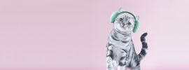 Синий котенок