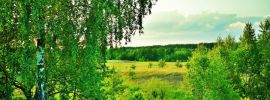 Береза летом