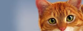 Котенок рыжик