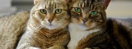 Парные обои котики