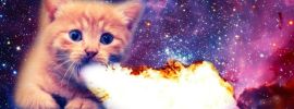 Ночные котики