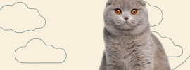 Вислоухий кот