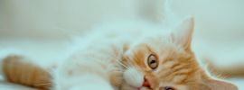 Котик персик