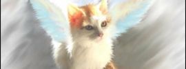 Котик ангел