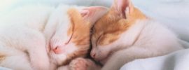 Котики в обнимку