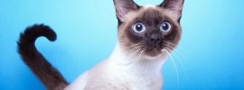 Сиамский котик