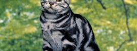 Кошки таби
