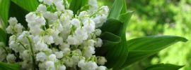 Заставки на телефон ландыши