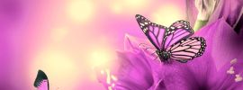 Бабочка на цветке фото