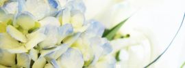 Бело голубые цветы