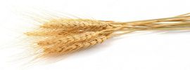 Ячмень и пшеница