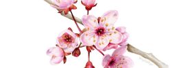 Цветы вишни акварель