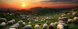 Поле с овцами