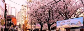 Сеул цветение сакуры