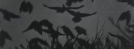 Мрачные птицы