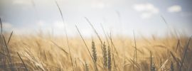 Фон пшеничное поле
