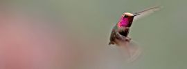 Колибри розовая