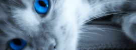 Серый кот на синем фоне