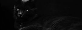 Злой черный кот