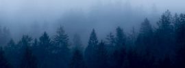 Темно синий лес