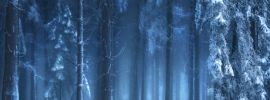 Лес зимой ночью