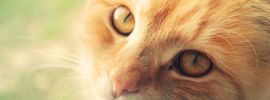 Рыжий котенок с зелеными глазами