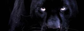 Черная пантера с красными глазами