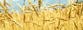 Поле озимой пшеницы