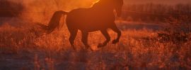 Лошадь на фоне заката