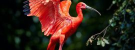 Красный ибис птица