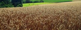 Поле засеянное пшеницей