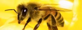 Пчела мохнатоногая