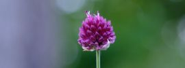 Фиолетовый цветок клевер