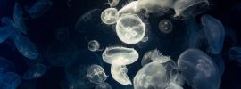 Глубоководные медузы