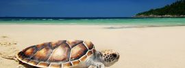 Черепаха на песке