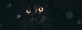Котик с зелеными глазами