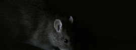 Черная крыса без хвоста