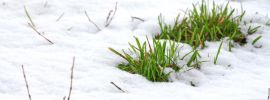 Зеленая трава под снегом