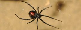 Красно коричневый паук