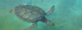Черная морская черепаха