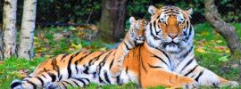 Тигрица с тигрятами