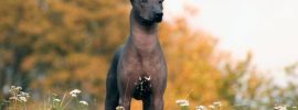 Черная лысая собака