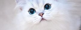 Белая пушистая кошка с голубыми глазами порода