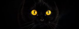 Шотландская вислоухая черная кошка