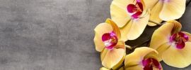 Орхидея голден брик