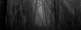 Туман мрачный лес